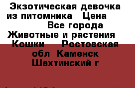 Экзотическая девочка из питомника › Цена ­ 25 000 - Все города Животные и растения » Кошки   . Ростовская обл.,Каменск-Шахтинский г.